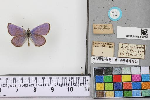 Plebejus (Lycaeides) christophi (Staudinger, 1874) - BMNH(E)_264440_Plebejus christophi baroghila_ Tytler_ST_male