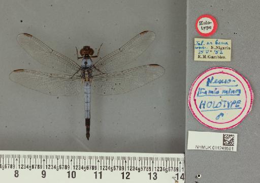 Nesciothemis minor Gambles, 1966 - 011248581_Nesciothemis_minor_T_labels