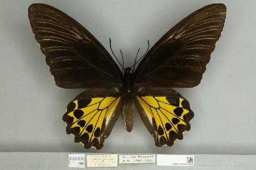 Troides helena cerberus Rothschild, 1895 - 013606446__599291