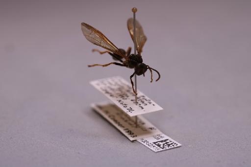 Mischocyttarus chanchamayoensis Richards, 1978 - 013632815_additional_4