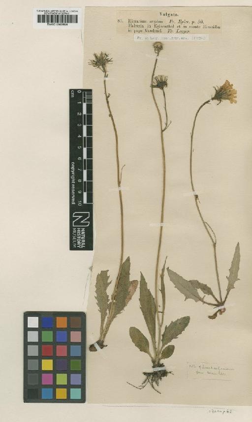 Hieracium oxyodon Fr. - BM001043996