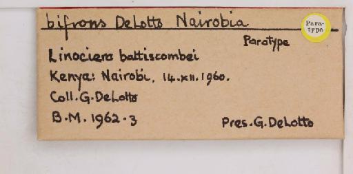 Nairobia bifrons De Lotto, 1964 - 010715144_additional