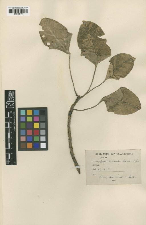 Ficus benghalensis var. krishnae (C.DC.) Corner - BM000951763