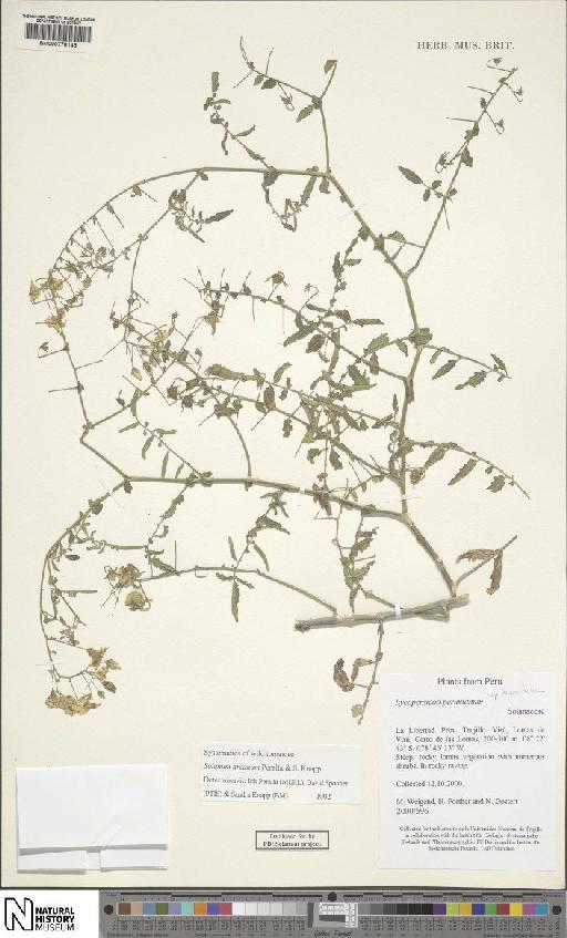 Solanum arcanum subsp. humifusum - BM000778145