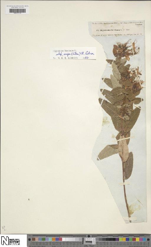 Hypericum hircinum subsp. majus (Aiton) N.Robson - BM001202346