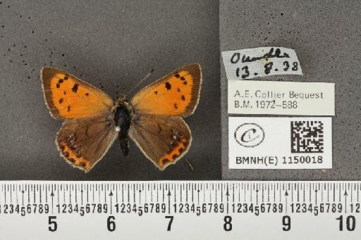 Lycaena phlaeas eleus (Fabricius, 1798) - BMNHE_1150018_109816