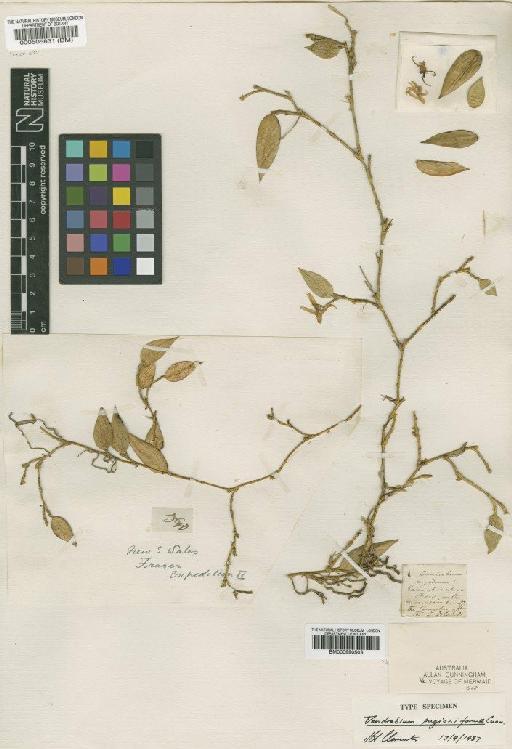 Dendrobium pugioniforme A.Cunn. - BM000990503