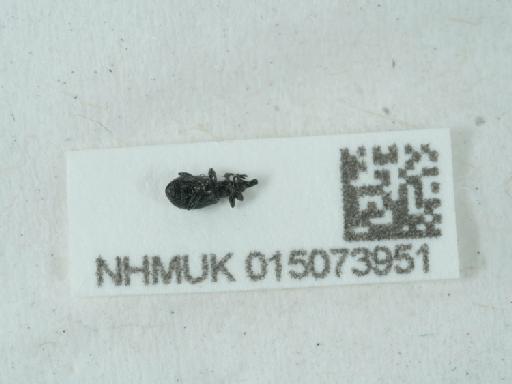 Perapion hydrolapathi (Marsham, 1802) - 015073951_1