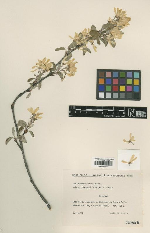Amelanchier ovalis Medik - BM000750831