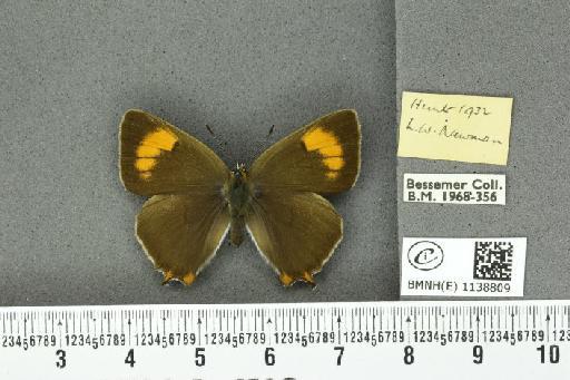 Thecla betulae (Linnaeus, 1758) - BMNHE_1138809_95237