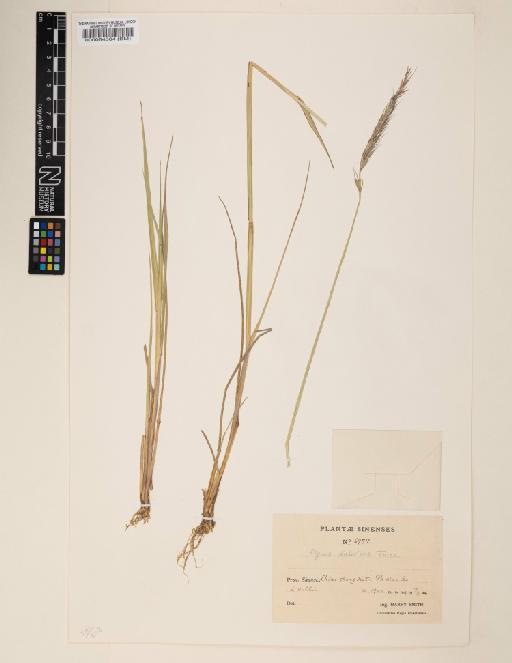 Elymus dahuricus Turcz. ex Griseb. - 000064364