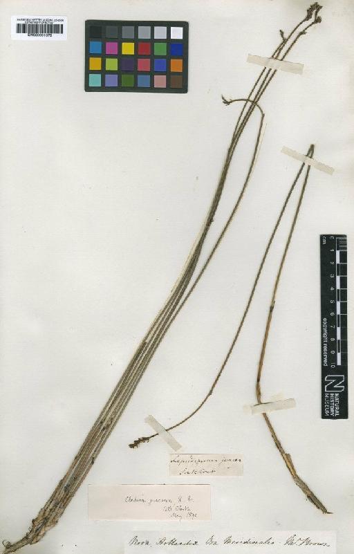 Machaerina juncea (R.Br.) T.Koyama - BM000991076