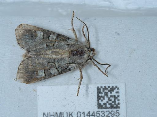 Brachylomia viminalis - 014453295_2
