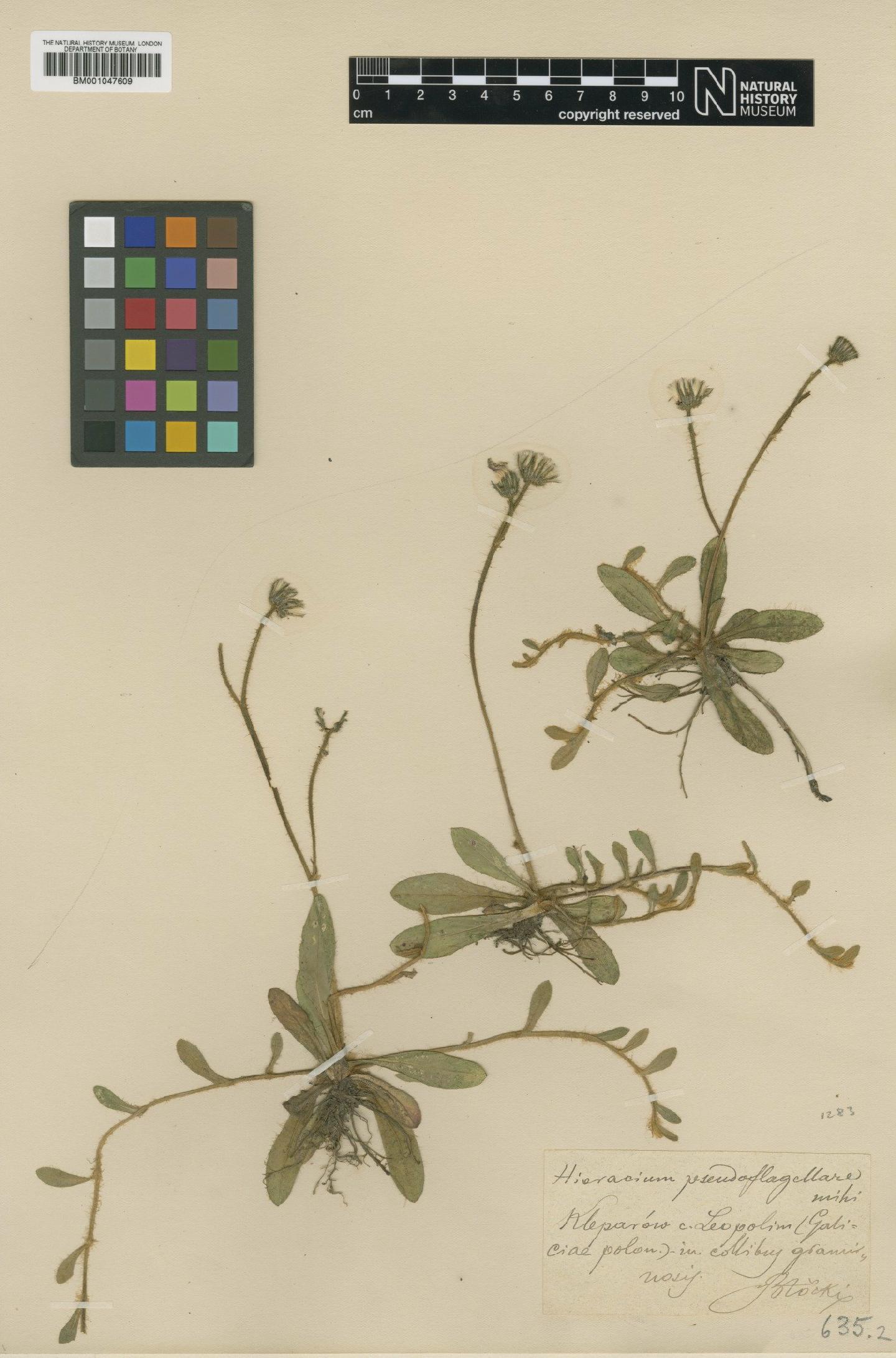 To NHMUK collection (Hieracium cernuiforme subsp. pseudoflagellare (Blocki) Zahn; Type; NHMUK:ecatalogue:2801707)