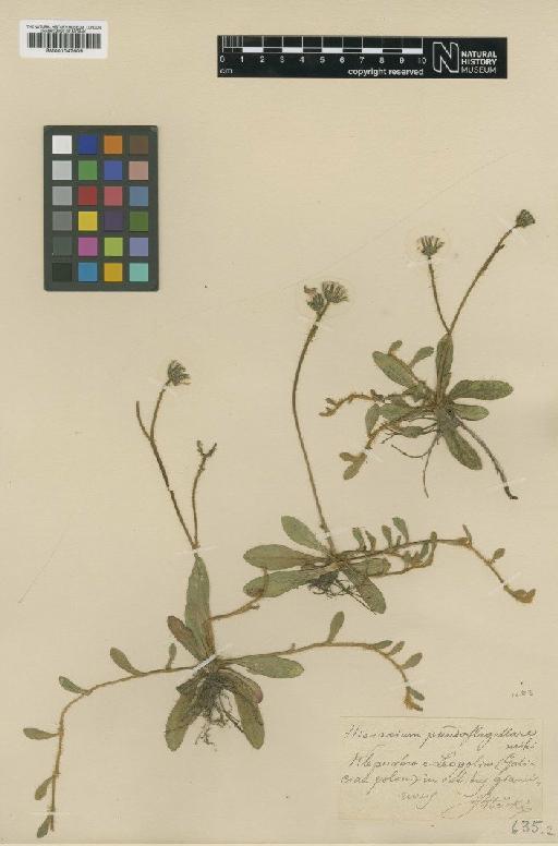 Hieracium cernuiforme subsp. pseudoflagellare (Blocki) Zahn - BM001047609