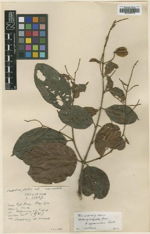 Combretum foliatum Craib - BM000947046