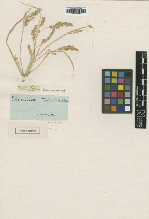 Panicum brevifolium L. - BM000959559