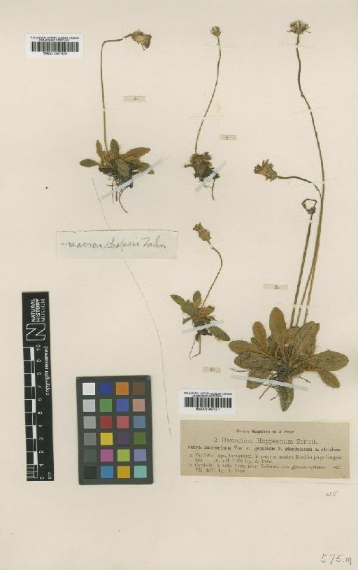 Hieracium hoppeanum subsp. macranthopsis Zahn - BM001047322