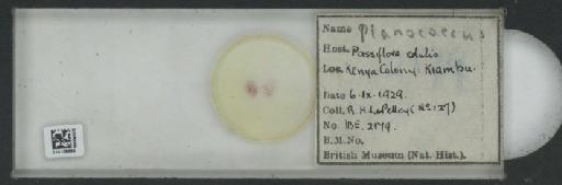 Planococcus Ferris, 1950 - 010138895_117334_7804811