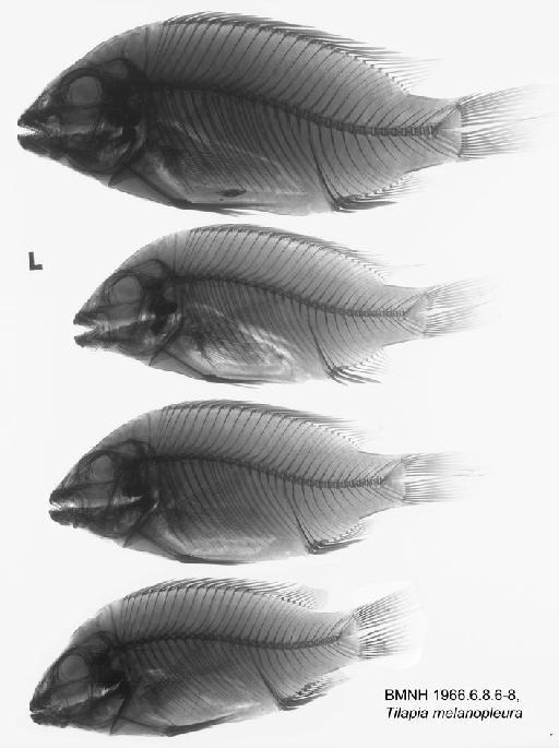 Tilapia melanopleura Duméril, 1861 - BMNH 1966.6.8.6-8, Tilapia melanopleura Radiograph