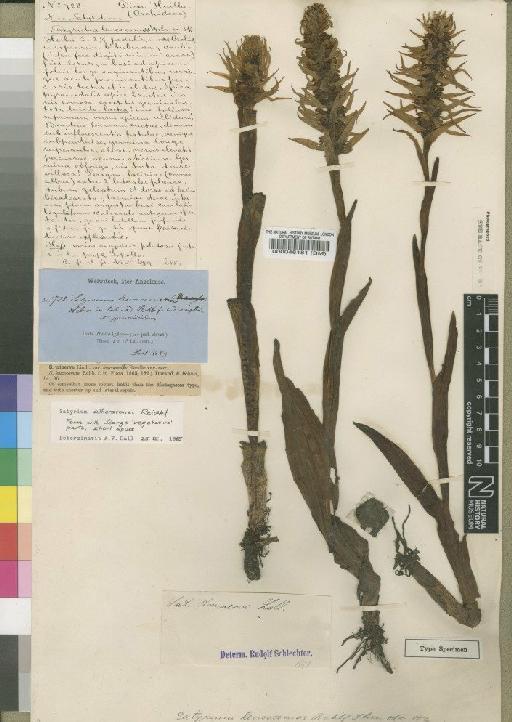 Satyrium atherstonei Rchb.f. - BM000046181