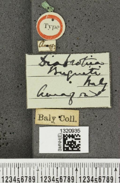 Diabrotica buqueti Baly, 1889 - BMNHE_1320935_label_19652