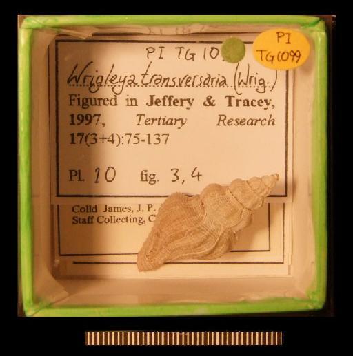 Wrigleya transversaria (Wrigley, 1925) - TG 1099. Wrigleya transversaria (specimen + label)