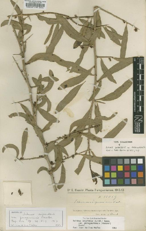 Schinus longifolia var. paraguariensis (Hassl.) F.A.Barkley - BM000087216