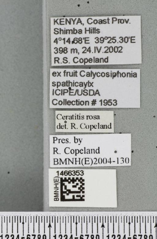 Ceratitis (Pterandrus) quilicii De Meyer et al., 2016 - BMNHE_1466353_label_26940