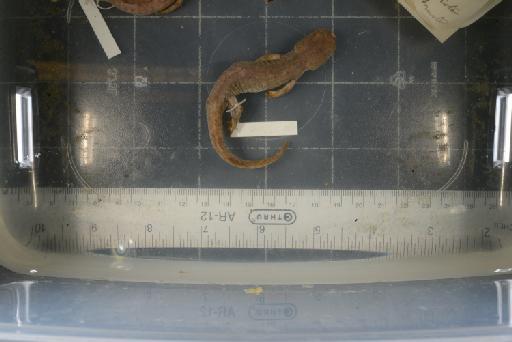 Paradactylodon mustersi - Image of specimen 1946.9.6.60