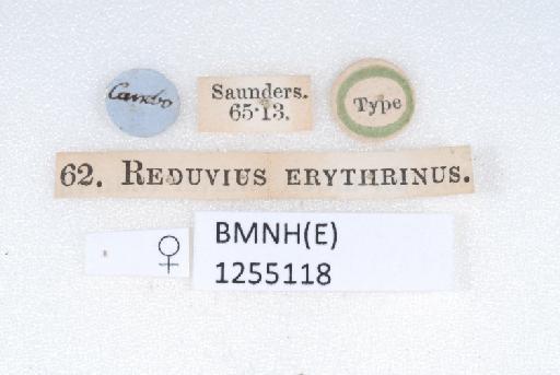 Reduvius erythrinus Walker, 1873 - BMNH(E)1255118_Reduvius erythrinus_Type_female_label