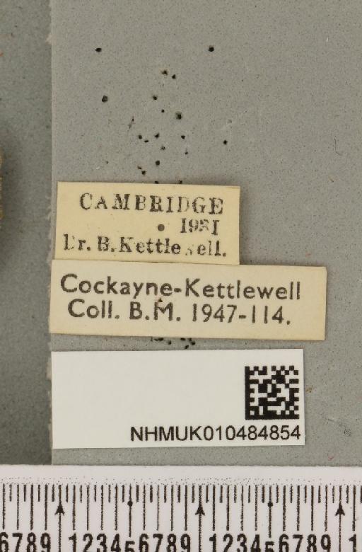 Lygephila pastinum ab. ludicra Haworth, 1809 - NHMUK_010484854_label_540802