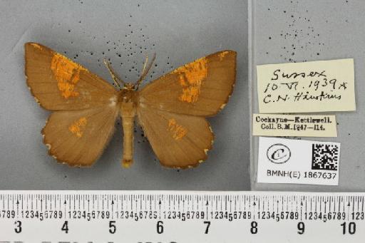 Angerona prunaria ab. smartaria Williams, 1947 - BMNHE_1867637_439893
