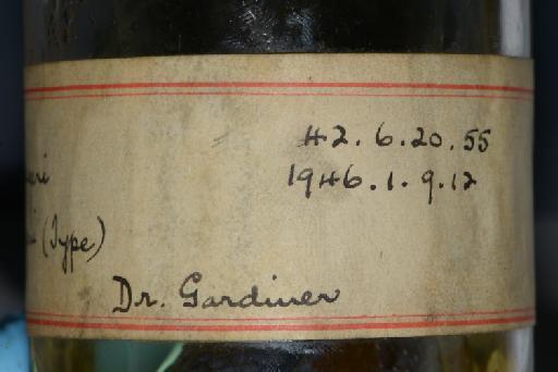 Liophis jaegeri - Image of specimen 1946.1.9.12 also registered as 1842.6.20.55
