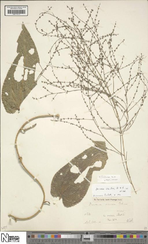Dioscorea fodinarum Kunth - BM001190478