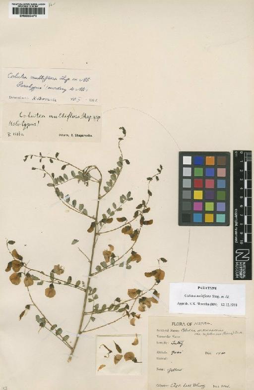 Colutea multiflora Shap. ex Ali - BM000894679