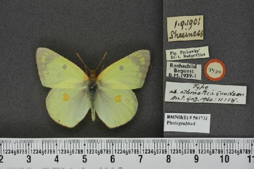 Colias hyale ab. albinotica Goodson, 1960 - BMNHE_501732_85843