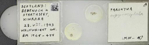Campiglossa argyrocephala (Loew, 1844) - BMNHE_1502100_57528