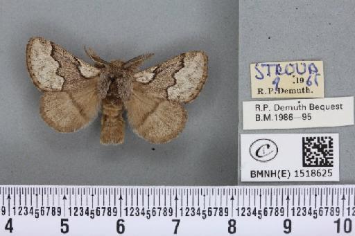 Trichiura crataegi (Linnaeus, 1758) - BMNHE_1518625_202266