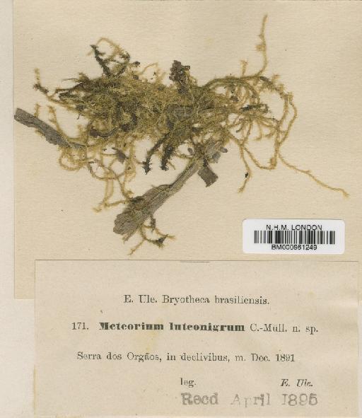 Floribundaria luteonigra Fleisch - BM000961249.tif