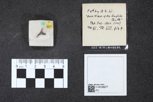 Synechodus nitidus infraphylum Gnathostomata Woodward, 1911 - 010026277_L010040595_(1)