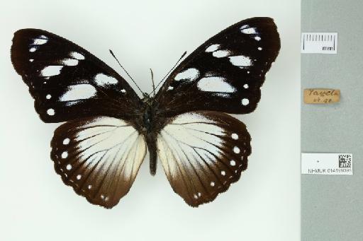 Hypolimnas anthedon wahlbergi Wallengren, 1857 - 014199395_Dorsal