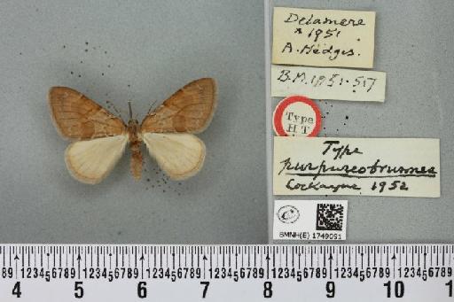 Pennithera firmata ab. purpureobrunnea Cockayne, 1952 - BMNHE_1749091_331426