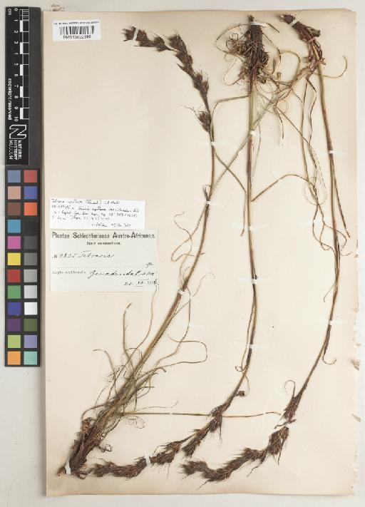 Tetraria capillacea (Thunb.) C.B.Clarke - BM013822888