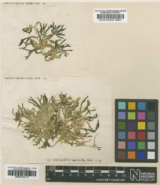 Caulerpa webbiana Mont. - BM001044731