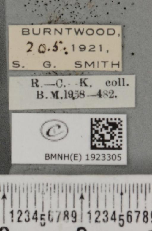 Ematurga atomaria (Linnaeus, 1758) - BMNHE_1923305_label_487887