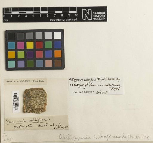 Arthopyrenia subbiformis (C.Knight) Müll.Arg. - BM001107660