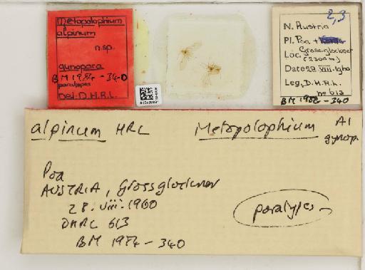 Metopolophium alpinum Hille Ris Lambers, 1966 - 015439891_112694_1094990_157851_Type