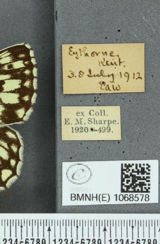 Melanargia galathea serena Verity, 1913 - BMNHE_1068578_label_34217