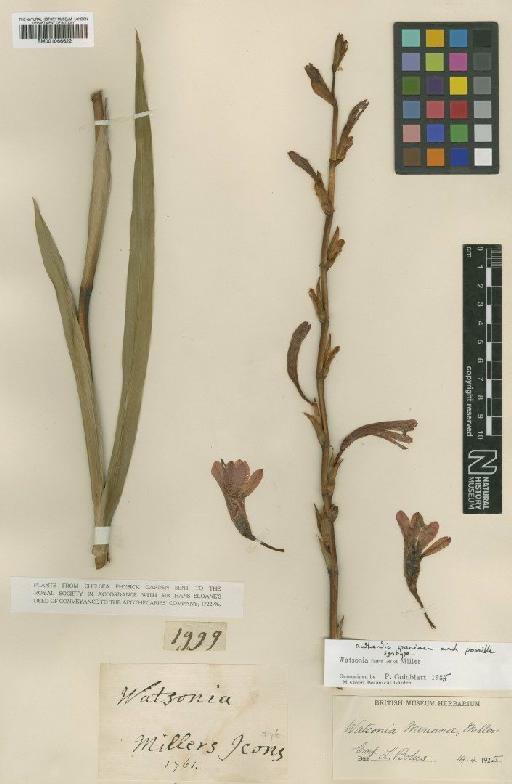 Watsonia meriana (L.) Mill. - BM001066622